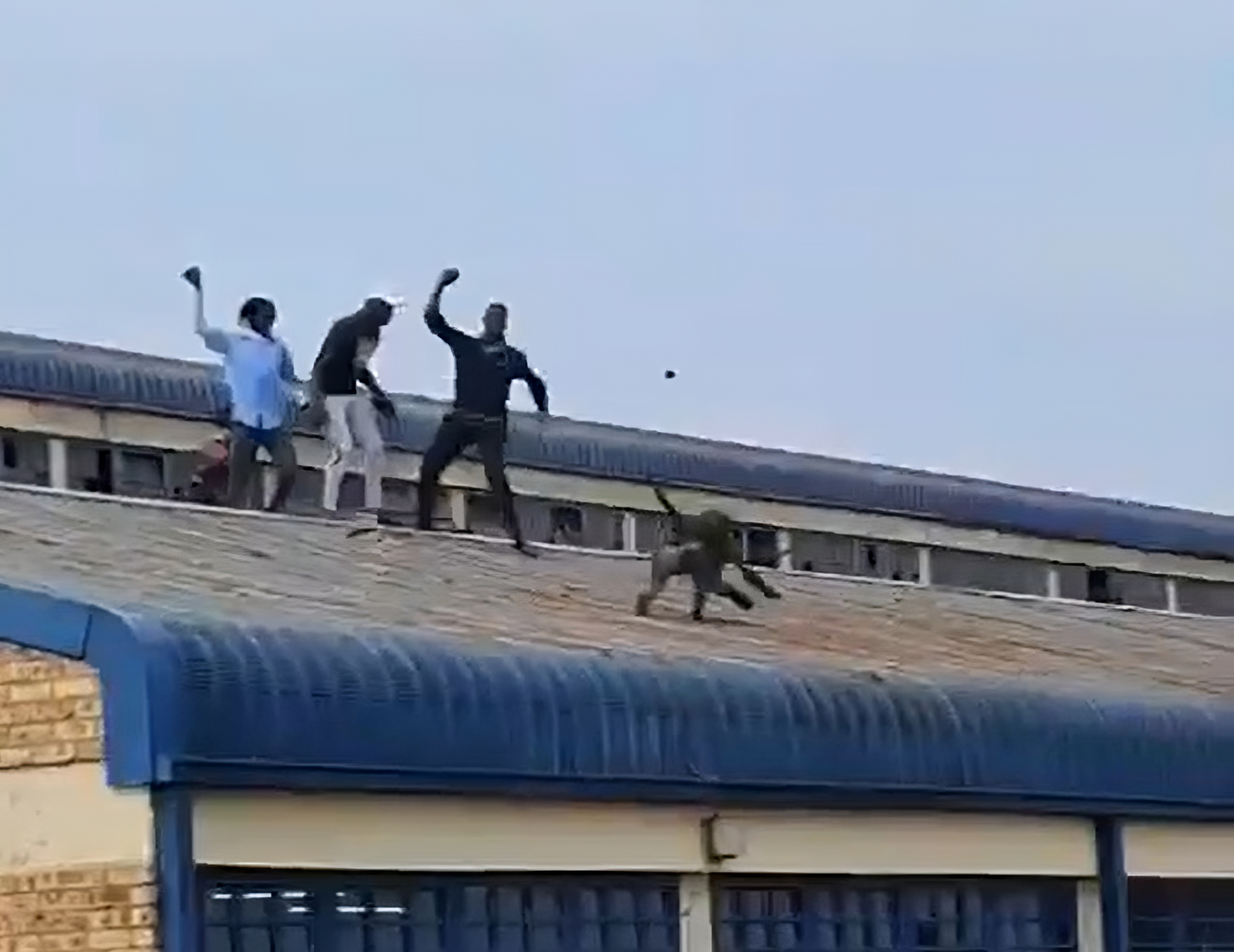 Baboon killed at school sparks concerns over human-wildlife conflict