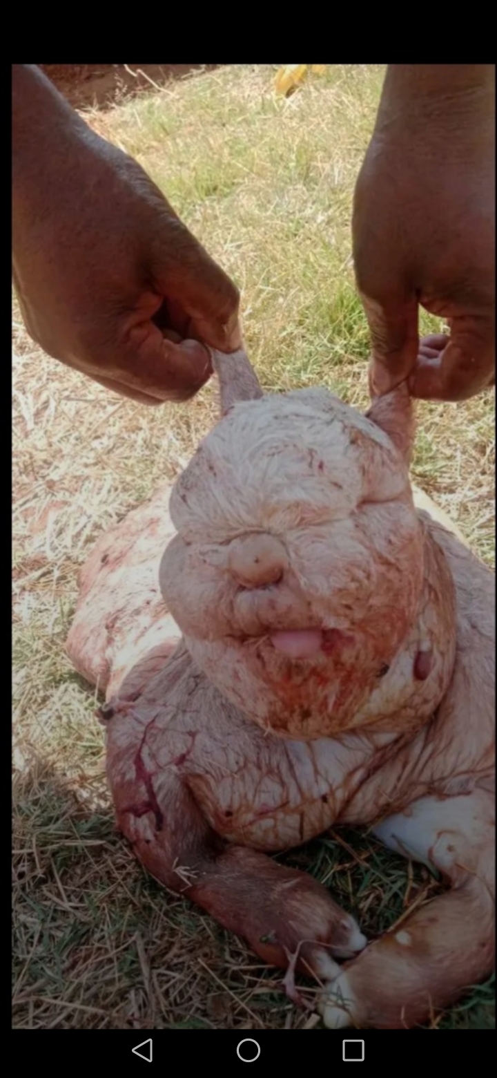 Goat gives birth to kid with human-like features